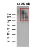 Anti-Tau (T22) Antibody, oligomeric from rabbit, purified by affinity chromatography