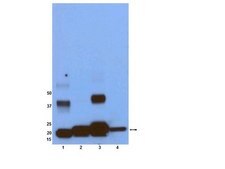 Anti-Ras Antibody, clone RAS10 clone RAS10, Upstate®, from mouse