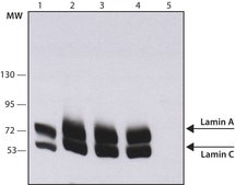 モノクローナル抗-ラミンA/C マウス宿主抗体 clone 4C11, purified from hybridoma cell culture