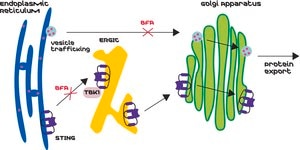 Brefeldin A from Penicillium brefeldianum, ≥99% (HPLC and TLC)