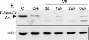 抗アクチン, N-末端 ウサギ宿主抗体 ~0.5 mg/mL, affinity isolated antibody, buffered aqueous solution
