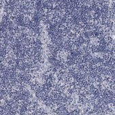 Anti-DAO antibody produced in rabbit Prestige Antibodies® Powered by Atlas Antibodies, affinity isolated antibody, buffered aqueous glycerol solution