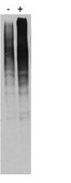 Anti-Ubiquitin (pan) Antibody, UbiSite™ ,clone 2G7B8 clone 2G7B8, from mouse