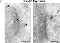 Anti-Glutamate Receptor 2 &amp; 3 Antibody Chemicon®, from rabbit