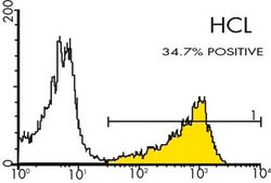 Anti-FMC-7 B-Cell Lymphocyte Marker Antibody, clone FMC-7, FITC conjugated clone FMC-7, Chemicon®, from mouse