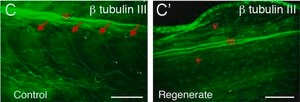 Anti-β-Tubulin III antibody produced in rabbit affinity isolated antibody, buffered aqueous solution