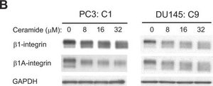 Anti-Integrin β1 Antibody, cytosolic Chemicon®, from rabbit