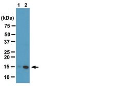 ChIPAb+ Dimethyl-Histone H3 (Lys9) - ChIP Validated Antibody and Primer Set clone CMA307, from mouse