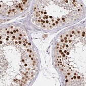抗ANLN抗体 ウサギ宿主抗体 Prestige Antibodies® Powered by Atlas Antibodies, affinity isolated antibody, buffered aqueous glycerol solution