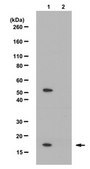 Anti-trimethyl-Histone H3 (Lys36) Antibody from rabbit, purified by affinity chromatography