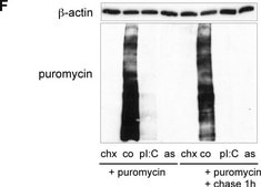Anti-Puromycin Antibody, clone 12D10 clone 12D10, from mouse