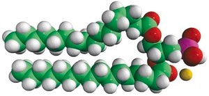16:0 PA Avanti Research™ - A Croda Brand