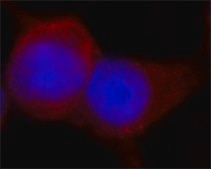 ANTI-FLAG® antibody produced in rabbit affinity isolated antibody, buffered aqueous solution