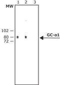 Anti-Guanylyl Cyclase α1 antibody produced in rabbit IgG fraction of antiserum, buffered aqueous solution