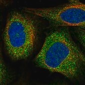 Anti-VPS11 antibody produced in rabbit Prestige Antibodies® Powered by Atlas Antibodies, affinity isolated antibody, buffered aqueous glycerol solution