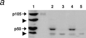 Anti-Huntingtin Protein Antibody, a.a. 181-810, clone 1HU-4C8 ascites fluid, clone 1HU-4C8, Chemicon®
