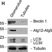 Anti-α-Tubulin antibody, Mouse monoclonal clone B-5-1-2, purified from hybridoma cell culture