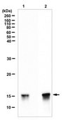 Anti-phospho Histone H2A (Ser129) Antibody from rabbit, purified by affinity chromatography