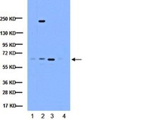 Anti-NFκB Antibody, p65 subunit, active subunit, clone 12H11 clone 12H11, Chemicon®, from mouse