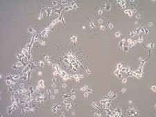 Oli-neu Mouse Oligodendroglial Precursor Cell Line