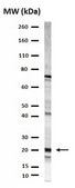 Anti-Prosurfactant Protein C (proSP-C) Antibody serum, Chemicon®
