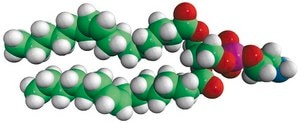 16:1 PE 1,2-dipalmitoleoyl-sn-glycero-3-phosphoethanolamine, chloroform