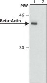 Avidin–Alkaline Phosphatase buffered aqueous solution