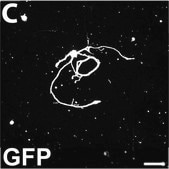 Anti-Neurofilament 200 kDa Antibody, clone RT97 clone RT97, Chemicon®, from mouse
