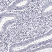 Anti-INSL3 antibody produced in rabbit Prestige Antibodies® Powered by Atlas Antibodies, affinity isolated antibody, buffered aqueous glycerol solution
