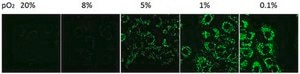 BioTracker 520 Green Hypoxia Dye Live cell imaging dye for hypoxia that increases in fluorescence intensity with decreasing oxygen levels.