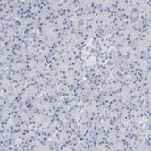 Anti-MCM7 antibody produced in rabbit Prestige Antibodies® Powered by Atlas Antibodies, affinity isolated antibody, buffered aqueous glycerol solution