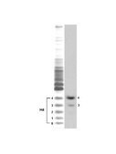 Anti-hyperacetylated Histone H4 (Penta) Antibody serum, Upstate®
