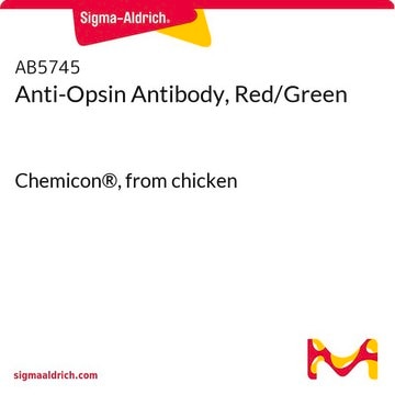Anti-Opsin Antibody, Red/Green Chemicon®, from chicken