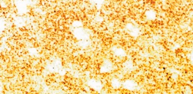 Anti-Synuclein α Antibody Chemicon®, from sheep