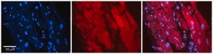 Anti-ZFR antibody produced in rabbit affinity isolated antibody