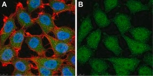 Anti-p16 Antibody, clone D25 ZooMAb® Mouse Monoclonal recombinant, expressed in HEK 293 cells
