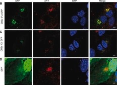 Monoclonal Anti-γ-Adaptin antibody produced in mouse clone 100/3, ascites fluid