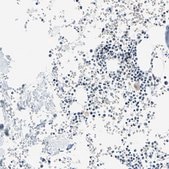 ANTI-SUN1 antibody produced in rabbit Ab1, Prestige Antibodies® Powered by Atlas Antibodies, affinity isolated antibody, buffered aqueous glycerol solution