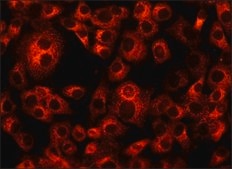 Anti-ERGIC-53/p58 antibody produced in rabbit affinity isolated antibody, buffered aqueous solution