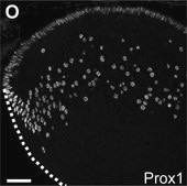 Anti-Prox 1 Antibody serum, Chemicon®