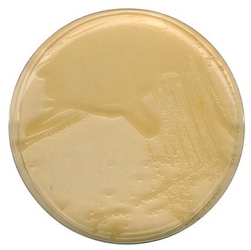 LB agar (MILLER) GranuCult® plus, granular, for Escherichia coli, pkg of 500 g