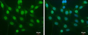 Anti-NFE2L2 antibody produced in rabbit