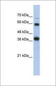 Anti-NRF1 (ab1) antibody produced in rabbit affinity isolated antibody
