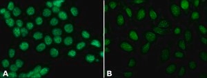 Anti-Histone H3 antibody produced in rabbit IgG fraction of antiserum, buffered aqueous solution