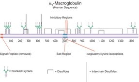 α2-Macroglobulin from human plasma BioUltra, ≥98% (SDS-PAGE)