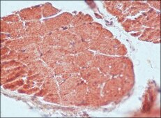 Anti-Guanylyl Cyclase α1 antibody produced in rabbit IgG fraction of antiserum, buffered aqueous solution
