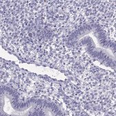 Anti-QRICH2 antibody produced in rabbit Prestige Antibodies® Powered by Atlas Antibodies, affinity isolated antibody