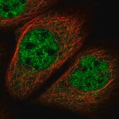 Anti-MNS1 antibody produced in rabbit Prestige Antibodies® Powered by Atlas Antibodies, affinity isolated antibody, buffered aqueous glycerol solution