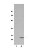 Anti-dimethyl-Histone H3 (Lys9) Antibody Upstate®, from rabbit