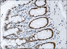 Anti-Histone H3 antibody produced in rabbit IgG fraction of antiserum, buffered aqueous solution